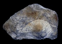 藏品(海扇蛤)的圖片